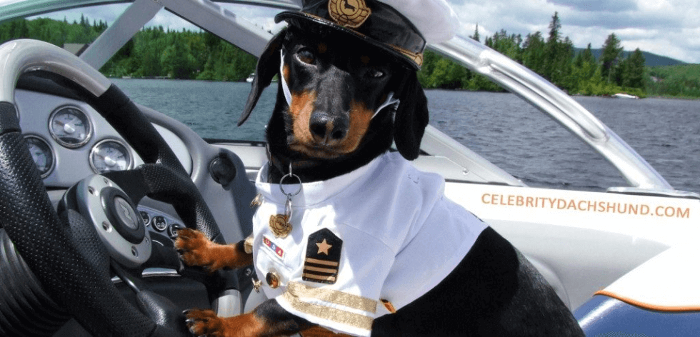 Nautica da diporto – il tuo amico a 4 zampe? potrebbe essere un ottimo marinaio!